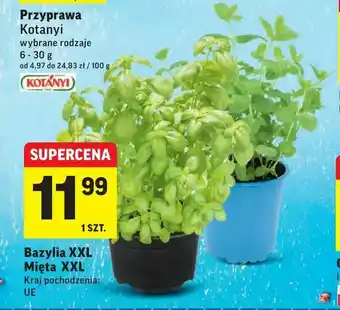 Intermarche Bazylia XXL Mięta XXL oferta