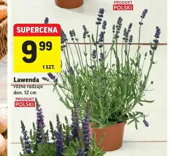 Intermarche Lawenda oferta