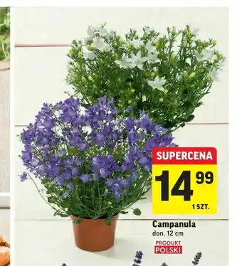 Campanula