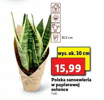 Lidl Sansewieria w papierowej osłonce wys. 30 cm 1 SZT oferta