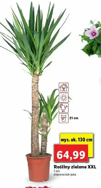 Lidl Juka 130 cm 1 SZT oferta