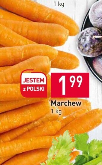 Stokrotka Marchew 1kg oferta
