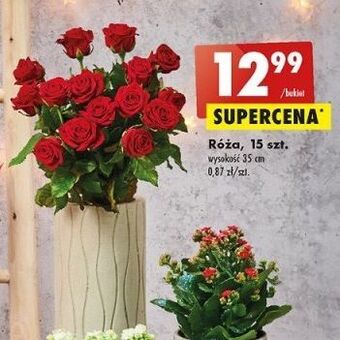 Biedronka Róże 35 cm oferta