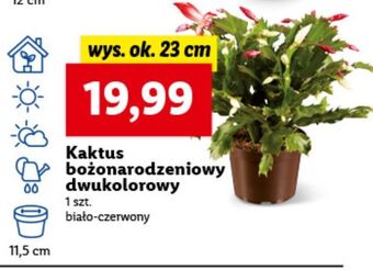 Lidl Kaktus bożonarodzeniowy oferta