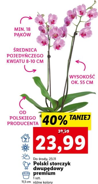 Lidl Storczyk dwupędowy premium 11.5 cm oferta