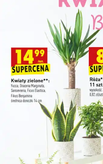Biedronka Kwiaty zielone sztuka oferta