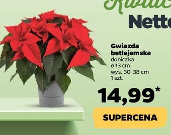 Netto Gwiazda betlejemska 13 cm oferta