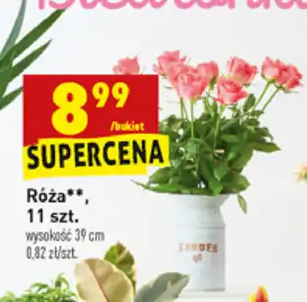 Biedronka Róża bukiet oferta