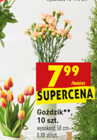 Biedronka Goździki bukiet oferta