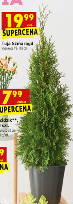 Tuja Szmaragd 1 sztuka