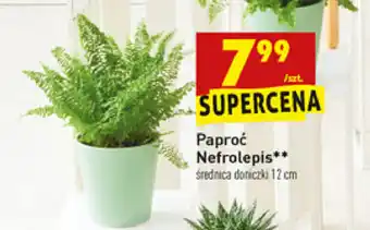 Biedronka Paproć Nefrolepis 1 sztuka oferta