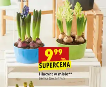 Biedronka Hiacynt w misie 1 sztuka oferta