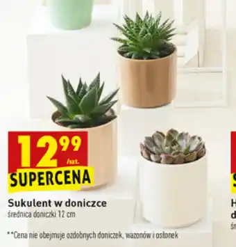 Biedronka Sukulent w doniczce 1 sztuka oferta