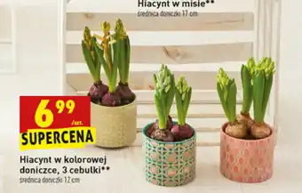 Biedronka Hiacynt w kolorowej doniczce 3 cebulki oferta