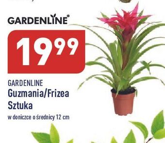 ALDI Guzmania 12 cm garden line oferta
