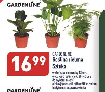 ALDI Monstera don. 12 cm garden line oferta