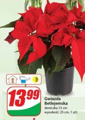 Dino Gwiazda betlejemska 13 cm oferta