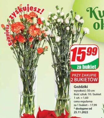 Dino Goździki 50 cm oferta
