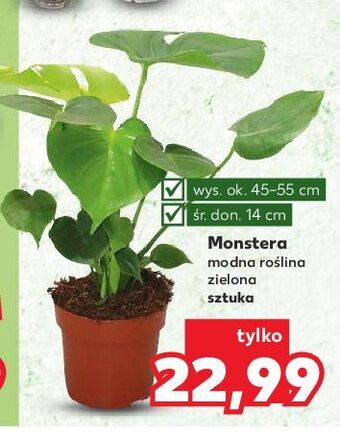 Kaufland Monstera oferta