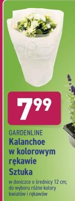 ALDI Kalanchoe w kolorowym rękawie oferta