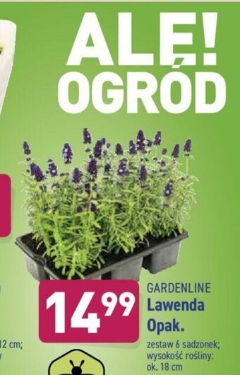 ALDI Lawenda oferta