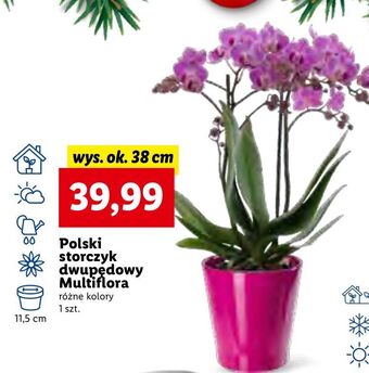 Lidl Storczyk dwupędowy oferta