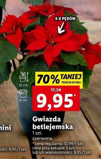 Lidl Gwiazda betlejemska oferta