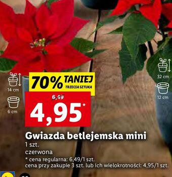 Lidl Gwiazda betlejemska mini oferta