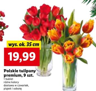 Lidl Tulipany 35 cm oferta