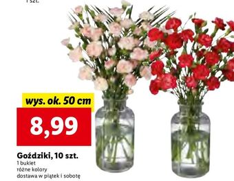 Lidl Goździki oferta