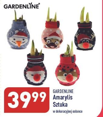 ALDI Amarylis 12 cm garden line oferta