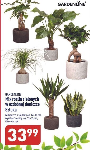 Roślina zielona garden line