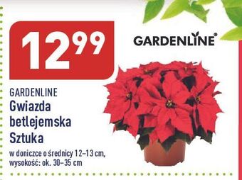 ALDI Gwiazda betlejemska 12-13 cm garden line oferta