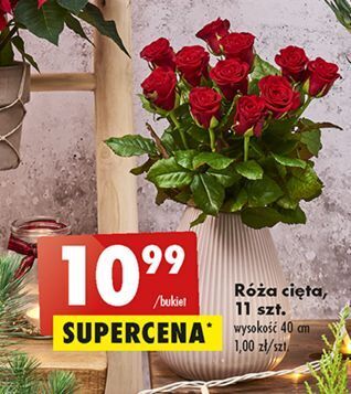 Biedronka Róża 40 cm oferta