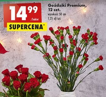 Biedronka Goździki premium 50 cm oferta