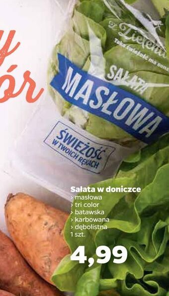 Netto Sałata masłowa z zieleniaka netto oferta