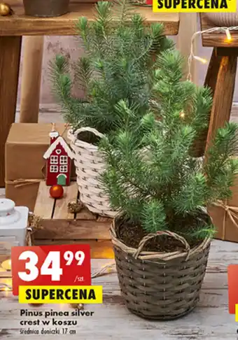 Biedronka Pinus pinea silver crest w koszu średnica doniczki 17 cm oferta