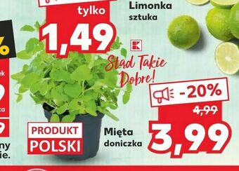 Kaufland Mięta oferta