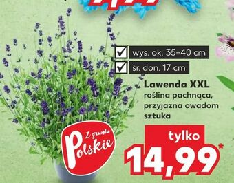 Kaufland Lawenda XXL oferta