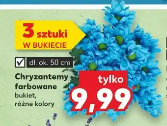 Chryzantemy farbowane