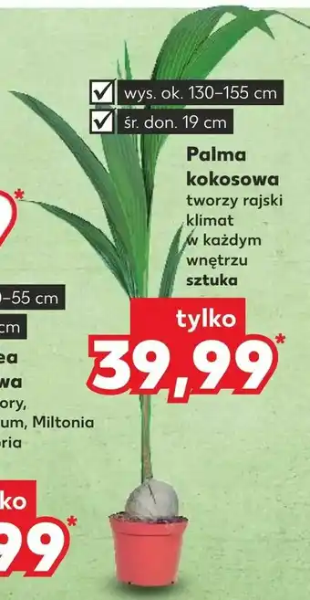 Kaufland Palma kokosowa oferta