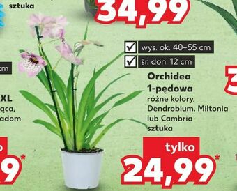 Kaufland Orchidea 1-pędowa oferta