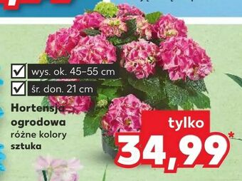Hortensja ogrodowa