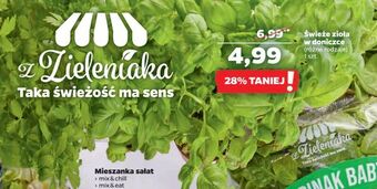 Netto Świeże zioła w doniczce oferta