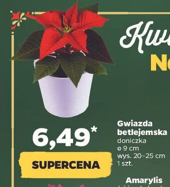 Netto Gwiazda betlejemnska oferta