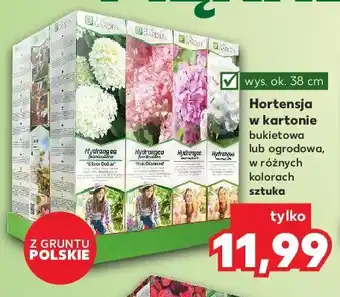 Kaufland Hortensja ogrodowa 1 SZT oferta