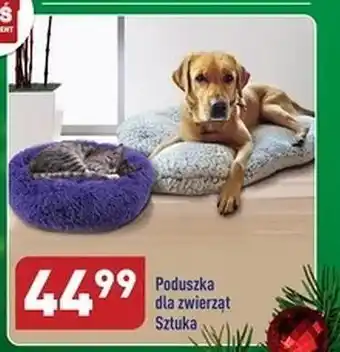 ALDI Legowisko dla psa oferta