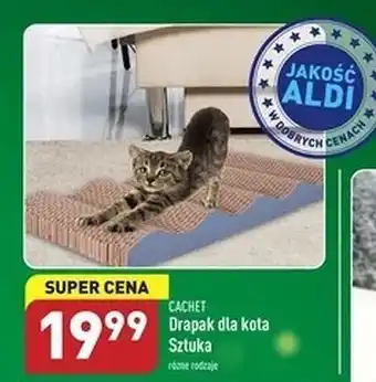 ALDI Drapak dla kota cachet oferta
