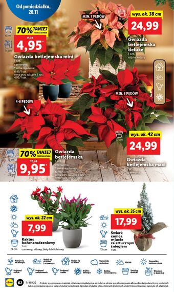 Lidl Gwiazda betlejemska mini oferta