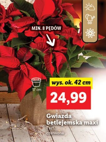 Lidl Gwiazda betlejemska 42 cm oferta
